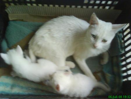 chat