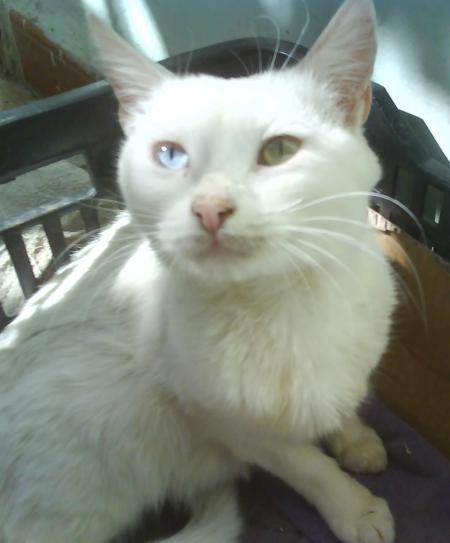 chat